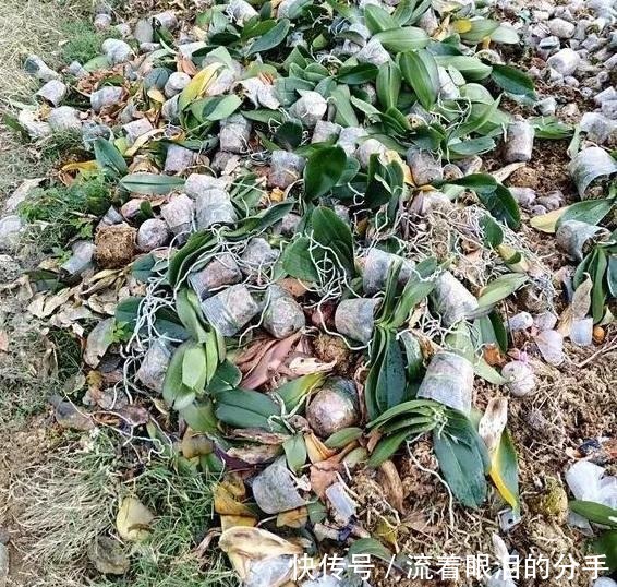 冬天出门“溜一圈”，看到“它们”捡回家，全都是养花宝贝！