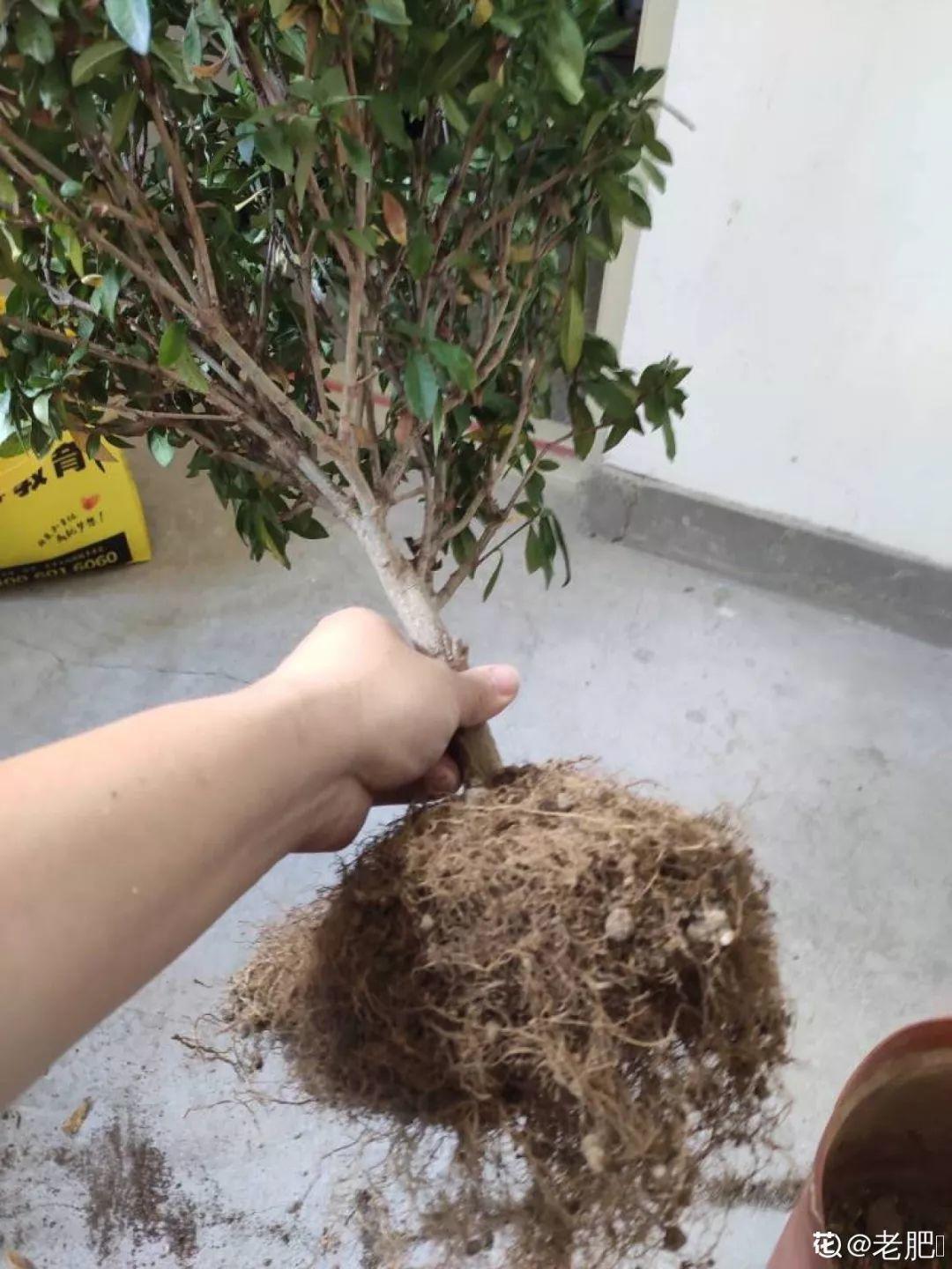 盆土硬成大疙瘩,浇点松土剂,立马软得像发糕!