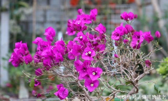 春天来了,三角梅不“萌芽”,对它“狠一点”,新芽全是花