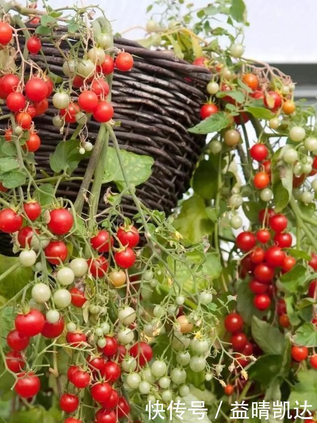 现在有个菜园才是人生赢家,450㎡可食用花园,实现你的吃货自由