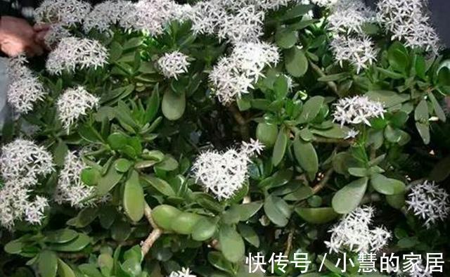 生长发育|养了多年的玉树为什么不开花？想要玉树开花，需要做好以下几点！