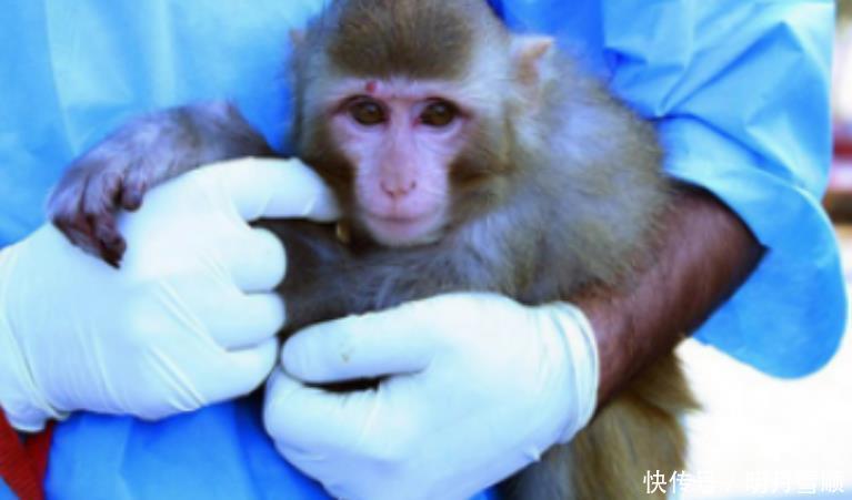 还记得50年前,被人类送上太空的猴子吗现怎么样了