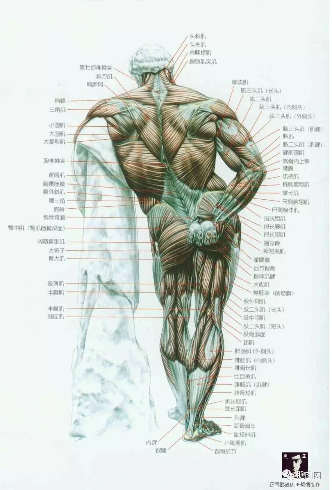 各个部位肌肉名称图解