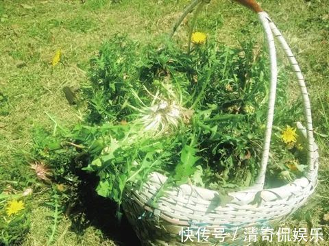 蒲公英根|春天，蒲公英，浑身是宝，对人体有4大好处，但3类人不宜吃