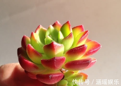 散射光|多肉蒂亚怎么叶插教你3个小步骤,叶插的蒂亚生根快长势旺盛