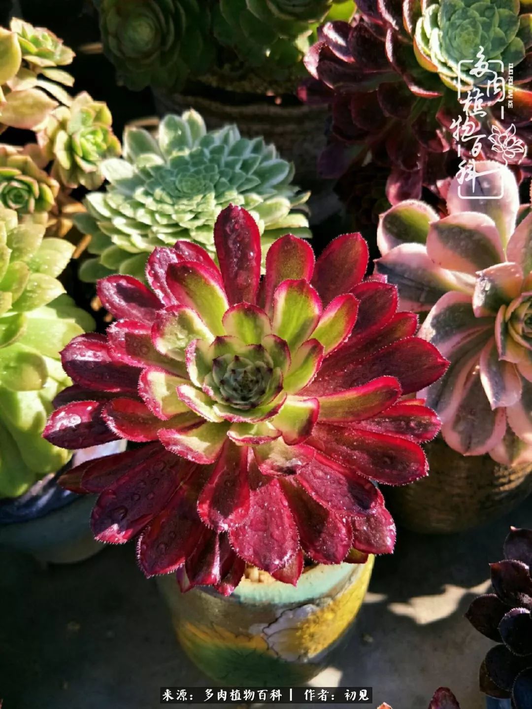 养多肉四周年,从初见到爱恋!幸福一直藏在浅薄的日子里!