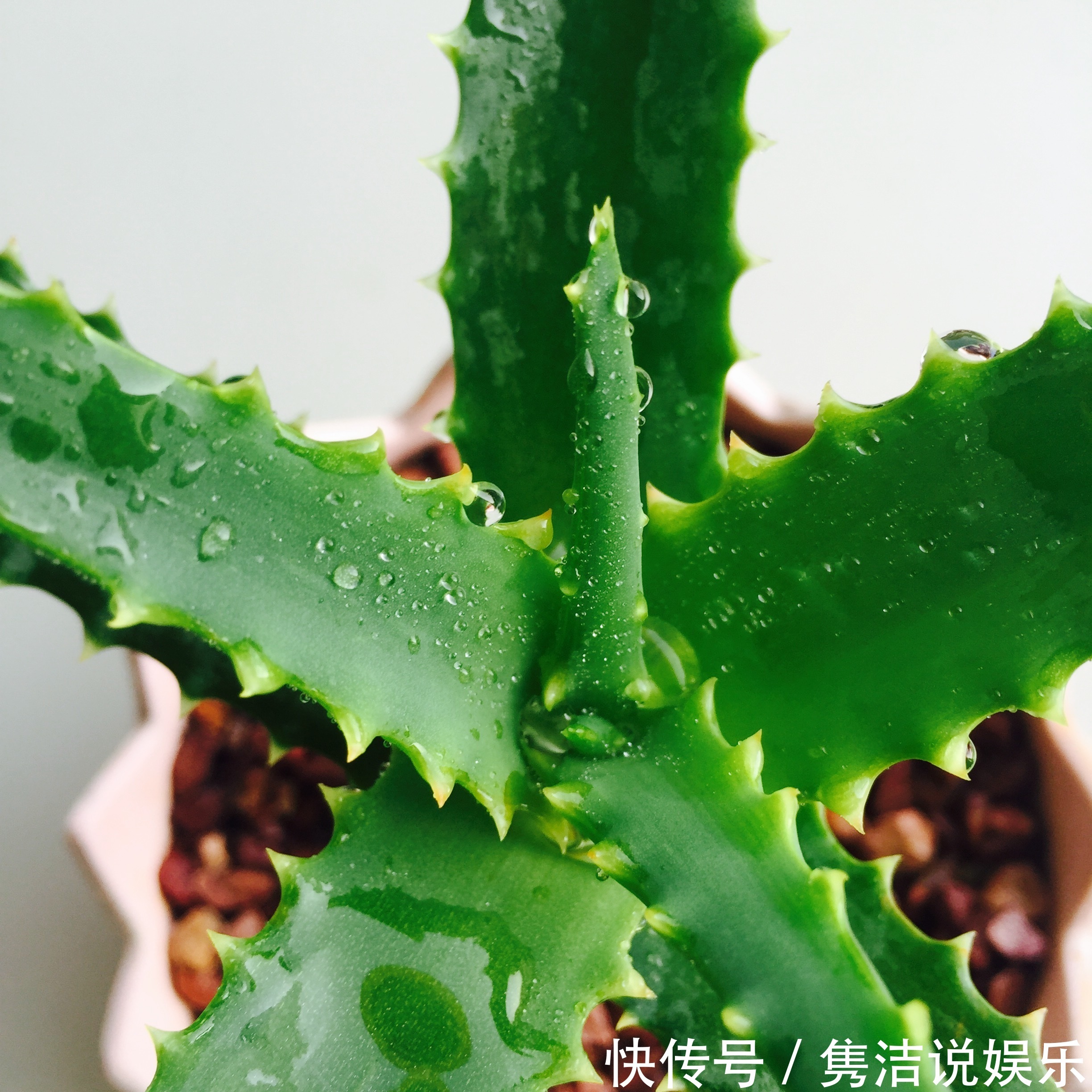 叶子|芦荟很常见,夏天3种“错误”浇水方法,容易叶子水化、根系腐烂