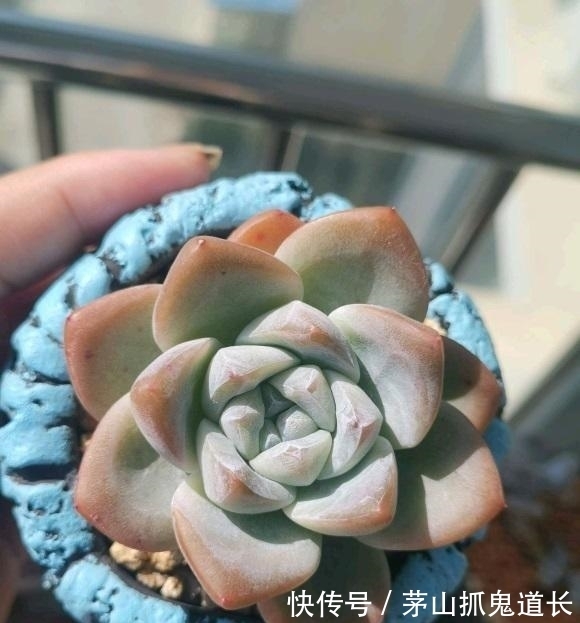 懒招|懒人养多肉,学会用“懒招”,不用怕烂根,长得快,状态还很好