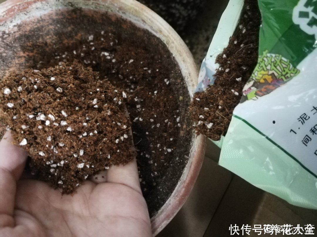 11种常见花，现在扦插，成活率特高