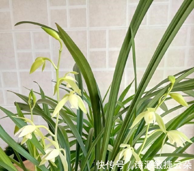 此兰虽然“白菜价”，但是意境高雅，兰香浓郁，放在客厅尽显大气！