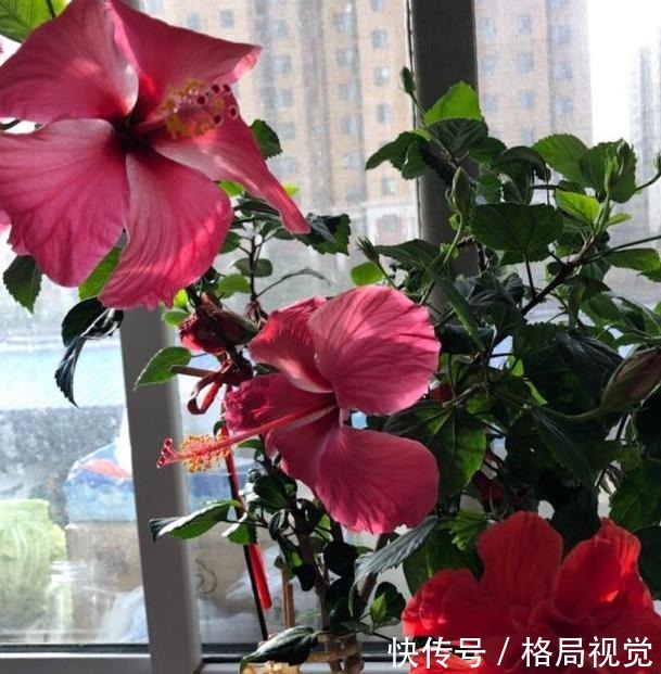 什么花卉寿命长盆栽此5款可多年生长,一年四季花开不停