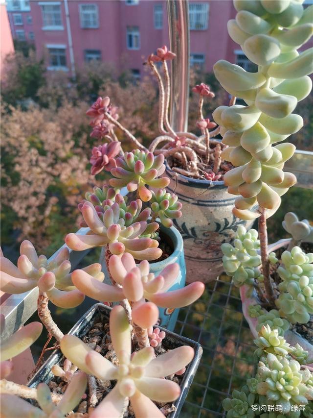 拈花一笑为红颜,无奈雨霾非吾恋