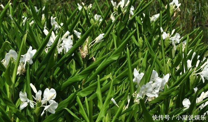 农村这种植物能除风、治头痛、治跌打损伤，还能治失眠，你认识吗