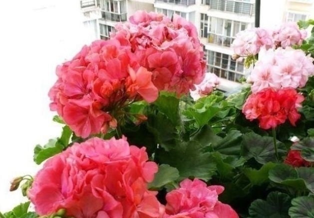 4种花好养又漂亮,很多人都默默的养,一年四季都能开花爆盆