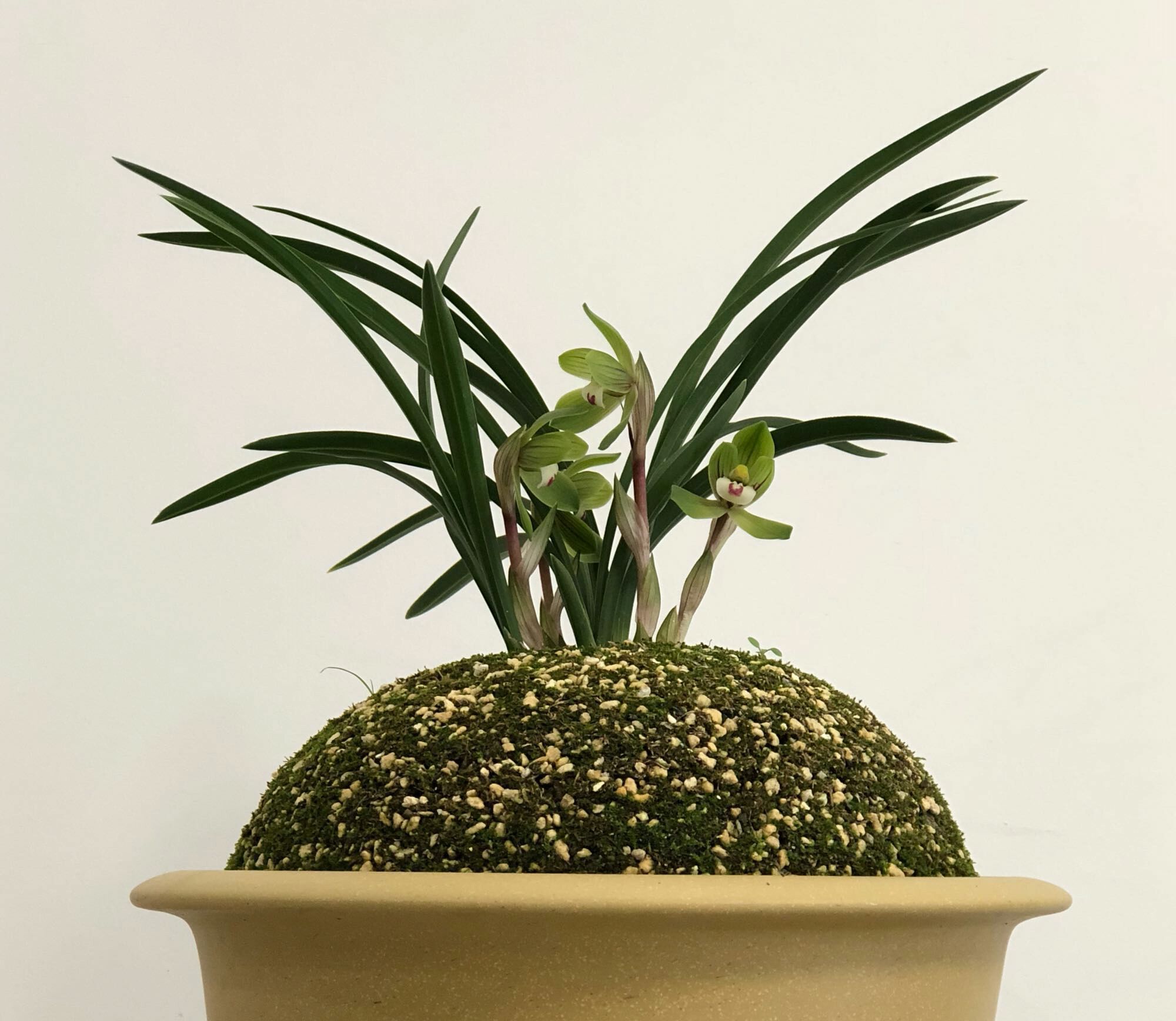 兰花龙蛋怎么形成的兰花龙蛋是龙根苗吗龙根苗和艺兰的关系