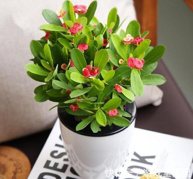 别再乱买花了，这8种花一年开几次，易养活还开花爆盘