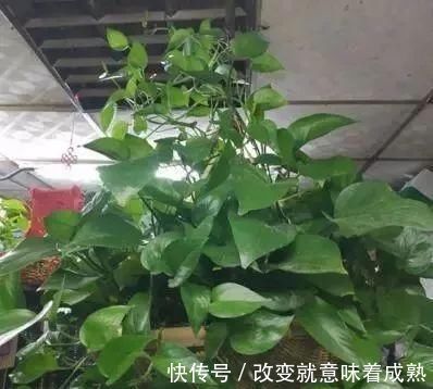 虎皮兰|3种没人要的“玩意”,捡一点养花,肥效好,还防冻!