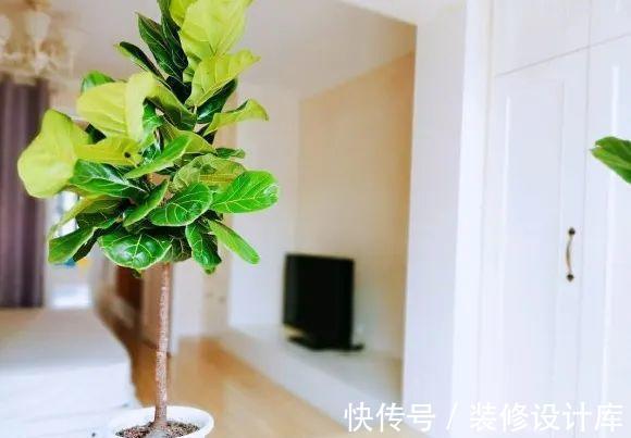 花友|7种花,现在要砍头,冲天炮变成爆炸头