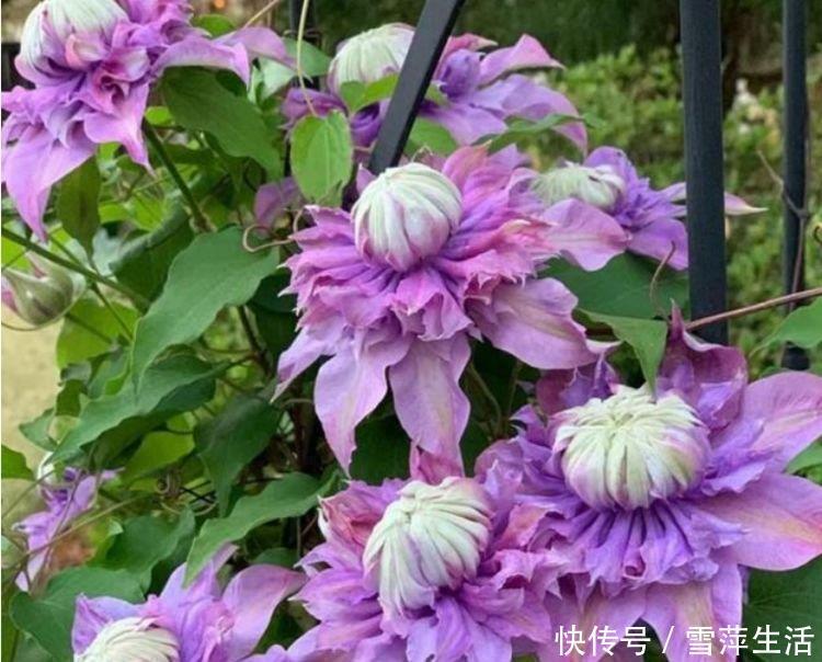 月季|3种花是懒人的最爱,花朵大花期长,比牡丹还美,年年开花美翻