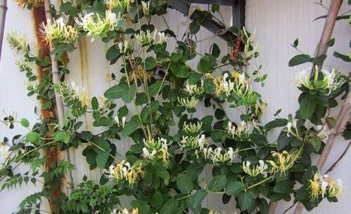 花盆|这花插枝即活,一年爬满阳台,花可泡茶喝,清火明目