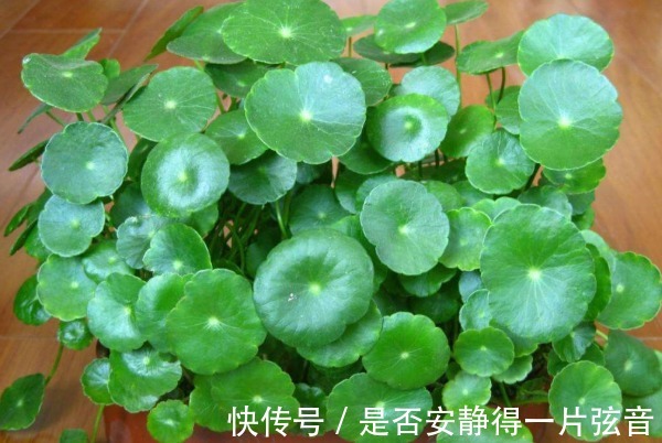 以下4种“转运”花,家里必须养一盆,旺运招财日子越过越好!