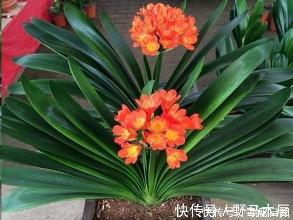 叶片|君子兰养了好几年,就是不开花,用了这个小技巧,一下开了几十朵!