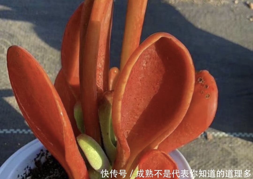 4种上色很红的多肉,冬天养殖好看,又能喜庆迎新春