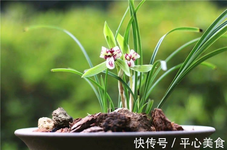 养兰花,浇水2句话,兰花不烂根,越长越旺,蹭蹭冒花苞!