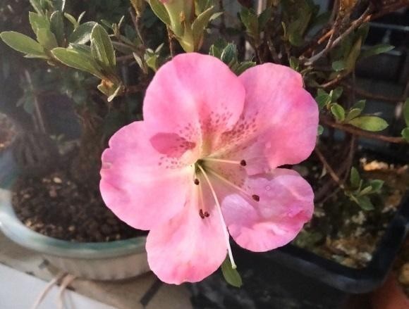 打卷|杜鹃花叶子打卷,不开花,试着换换土,用干松针养,更容易开花