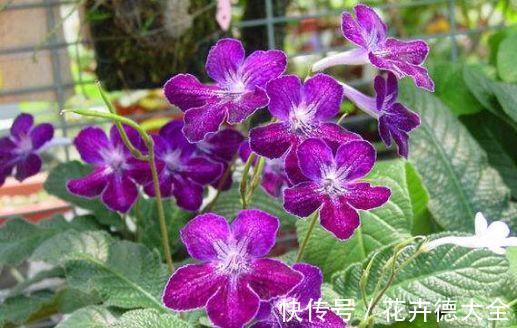 扦插|农历7月5号起,最适合养这些花,有阳光就爆盆,还很好养
