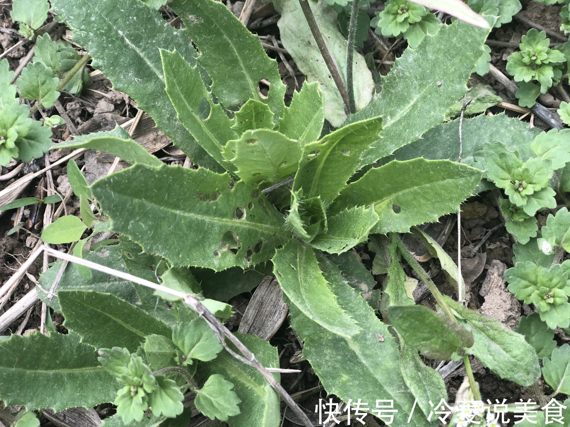 刺儿菜|这8种野菜很常见，但很多人不知道能吃，你认识几种