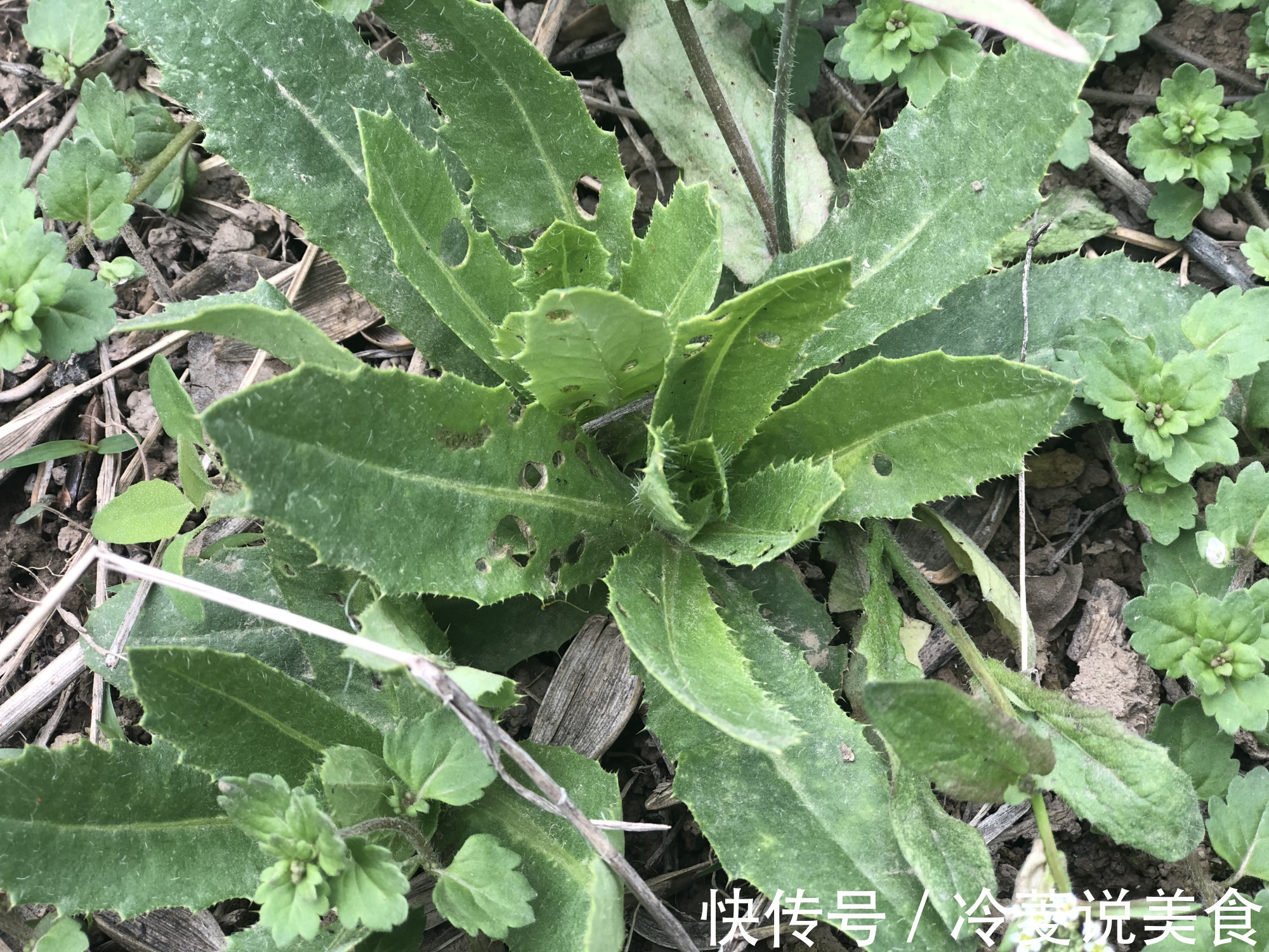 刺儿菜|这8种野菜很常见,但很多人不知道能吃,你认识几种