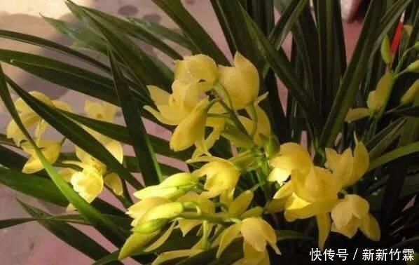 这种花,比茶花漂亮,比茉莉还香,年头开到年尾,比君子兰强多了