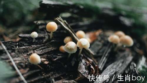 生肖|几句话让你读懂，生肖鼠，生肖牛，生肖鸡的性格的优缺点