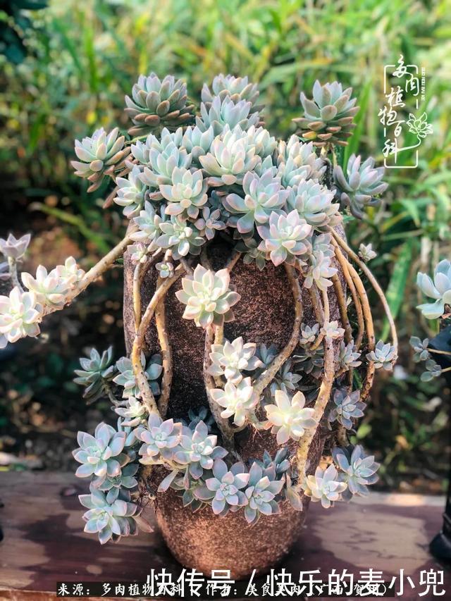 多肉,一位来自神奇大自然的良师益友!