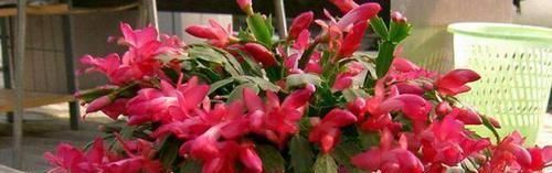 光照|养蟹爪兰做好三点,叶肥根壮,开花爆盆,养不好已成过去