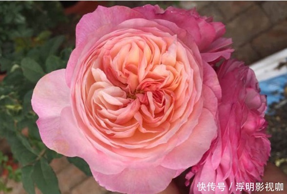 花瓣|“玫瑰精品”玛丽玫瑰,独特美艳,内敛沉静,可以说是养花必备