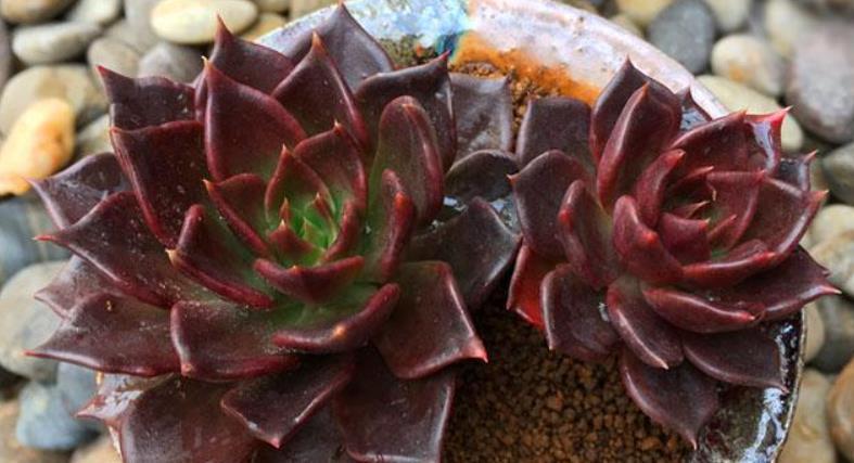 刚开始接触多肉选这“6种”,皮实耐养不易死,养出状态也很美!