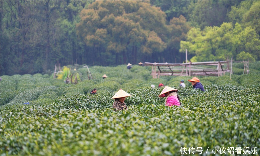 木棉|杭州的春天也太早了，来茅家埠赏风景挖野菜，寻找春天的气息