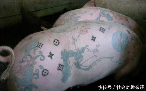 艺术家|艺术家给猪纹身,一张猪皮卖70多万做成香奈儿限量包,史上最贵的猪!