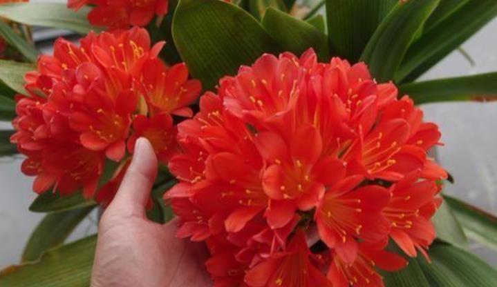 你养的君子兰开花了吗?多做4个“小动作”,想要开花很简单