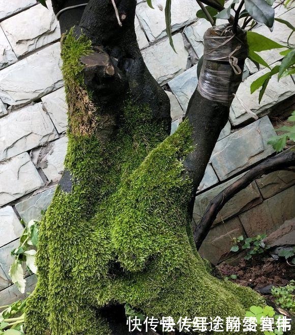 山水|金弹子盆景树桩上的苔藓要不要去掉呢,现在几乎整个桩都要布满了