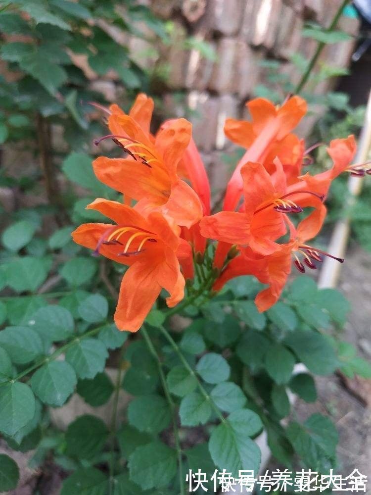 凌霄花|房顶上养了一株花，邻居叫我赶紧砍掉，真是为难