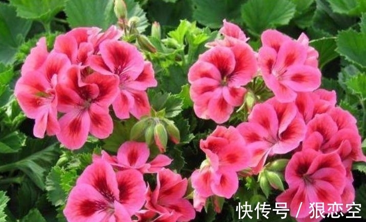 六倍利|谁见了都喜欢的4种花,好养又漂亮,开起花来拦不住,美不胜收