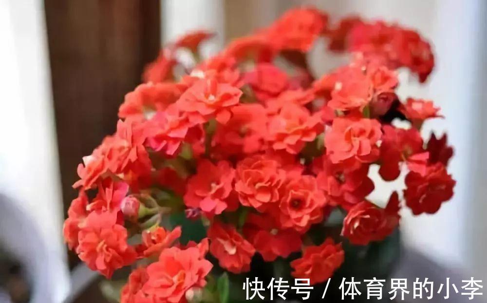 长寿花这样伺候，健康又长寿，开完一茬又一茬