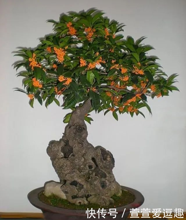 庭院种什么树最吉利,还好看?