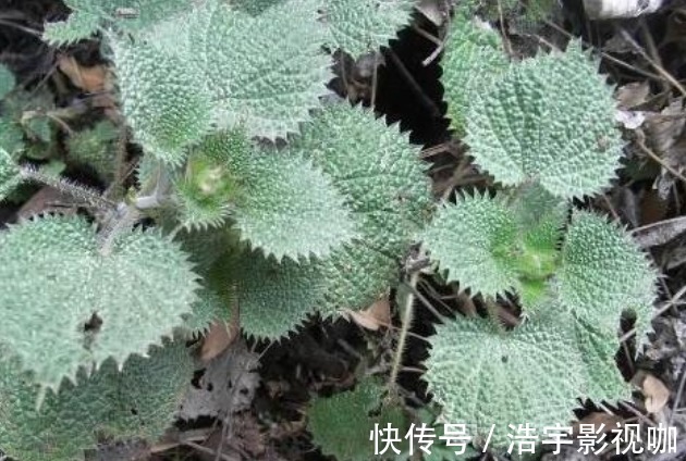 荨麻|农村有一种草叫咬人草，跟活辣子一样，但是对风湿和高血压很管用