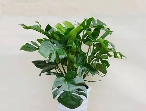 大气上档次|客厅养花选它,大气上档次,叶片油绿,空气清新,你养了几种
