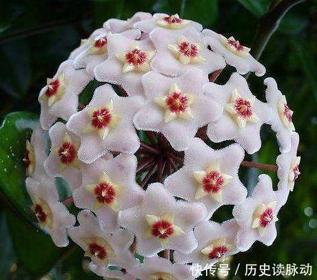 4种花好养易活,旺财又养人,家里养一盆,满屋飘香