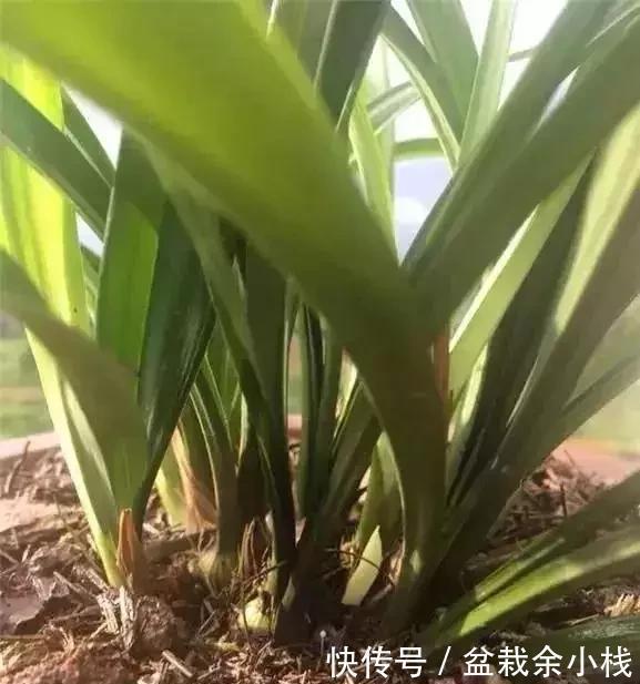 盆土|盆里灌点饮料,盆土疏松有营养,10年不用换土花也长得旺